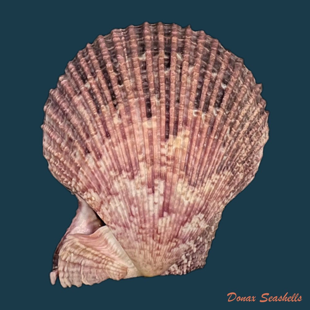 copia-de-mimachlamys-varia-linnaeus-1758-54-7mm