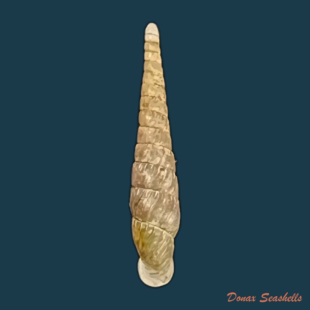 copia-de-miraphaedusa-takagii-h-nordsieck-2005-34-2mm