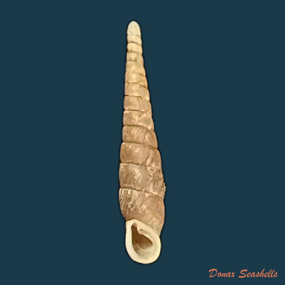 copia-de-miraphaedusa-takagii-h-nordsieck-2005-34-2mm