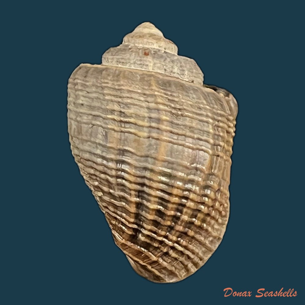 copia-de-miratesta-celebensis-p-sarasin-f-sarasin-1897-35-2mm