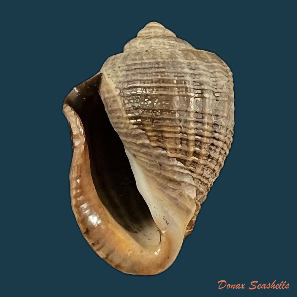 copia-de-miratesta-celebensis-p-sarasin-f-sarasin-1897-35-2mm