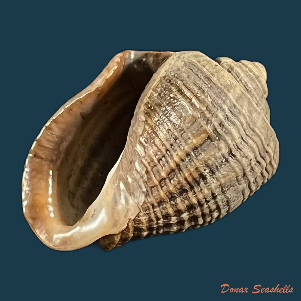 copia-de-miratesta-celebensis-p-sarasin-f-sarasin-1897-35-2mm