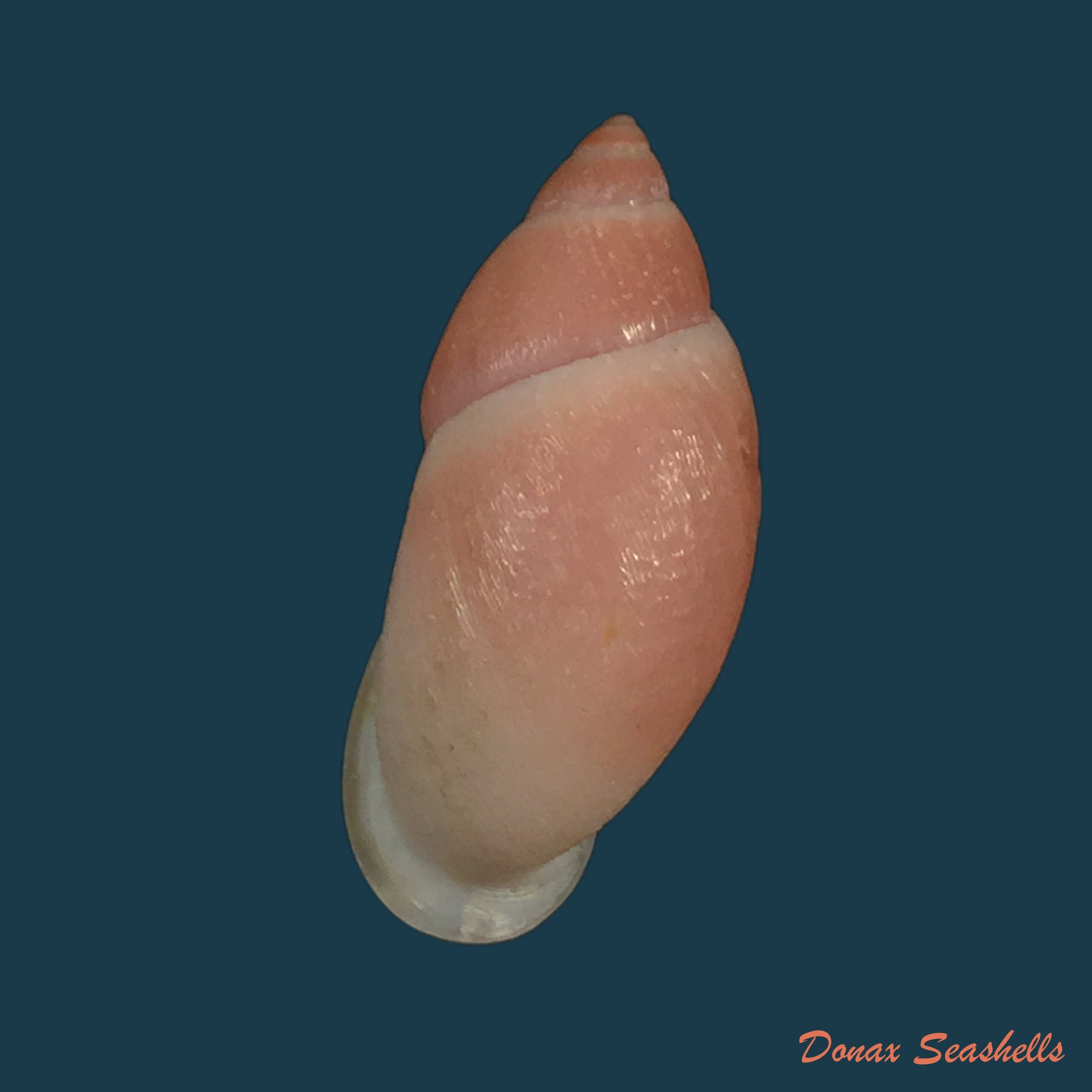 copia-de-mirinaba-cuspidens-morretes-1952-64mm-1