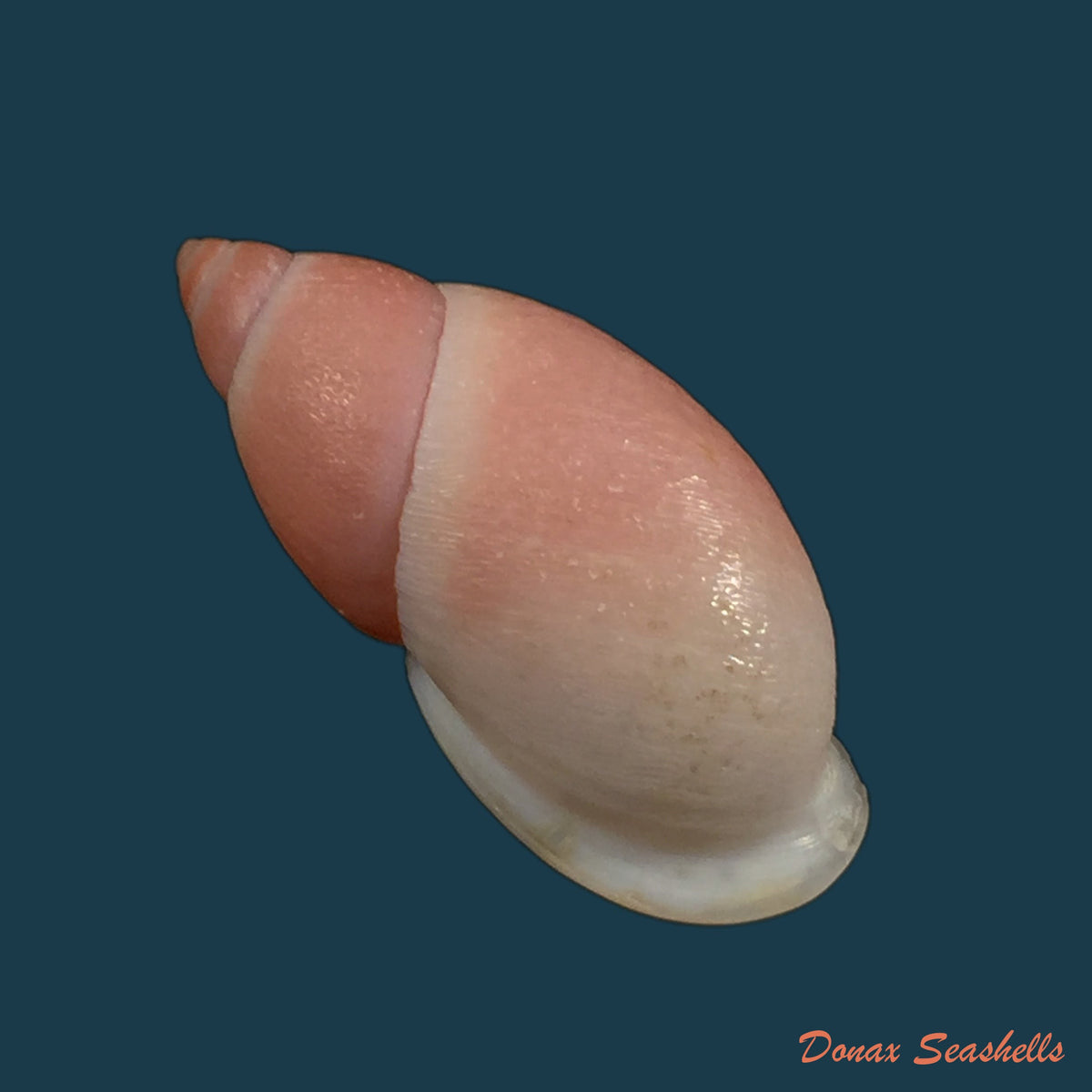 copia-de-mirinaba-cuspidens-morretes-1952-64mm-1