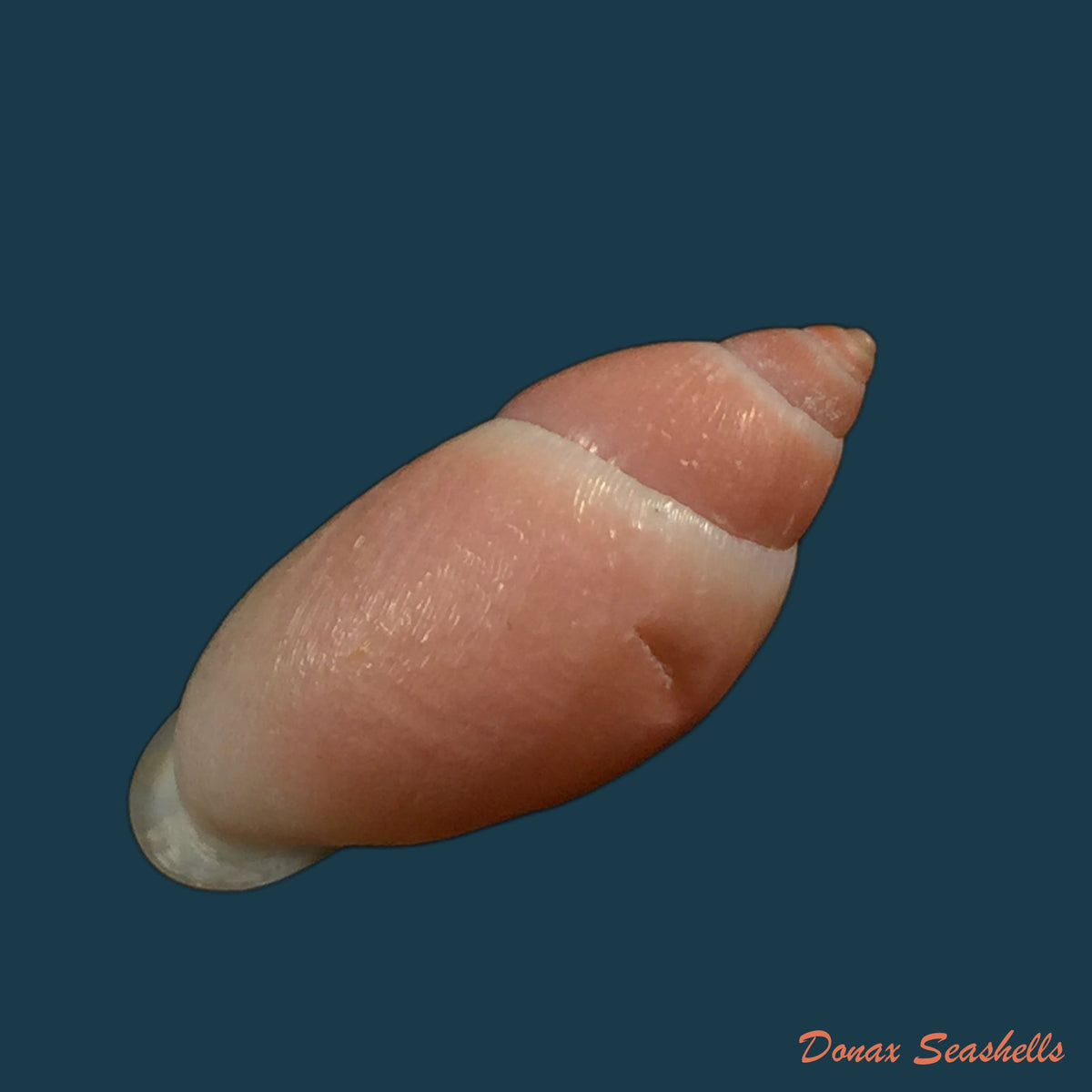 copia-de-mirinaba-cuspidens-morretes-1952-64mm-1