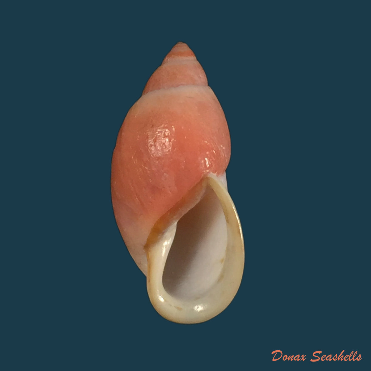 copia-de-mirinaba-cuspidens-morretes-1952-64mm-1