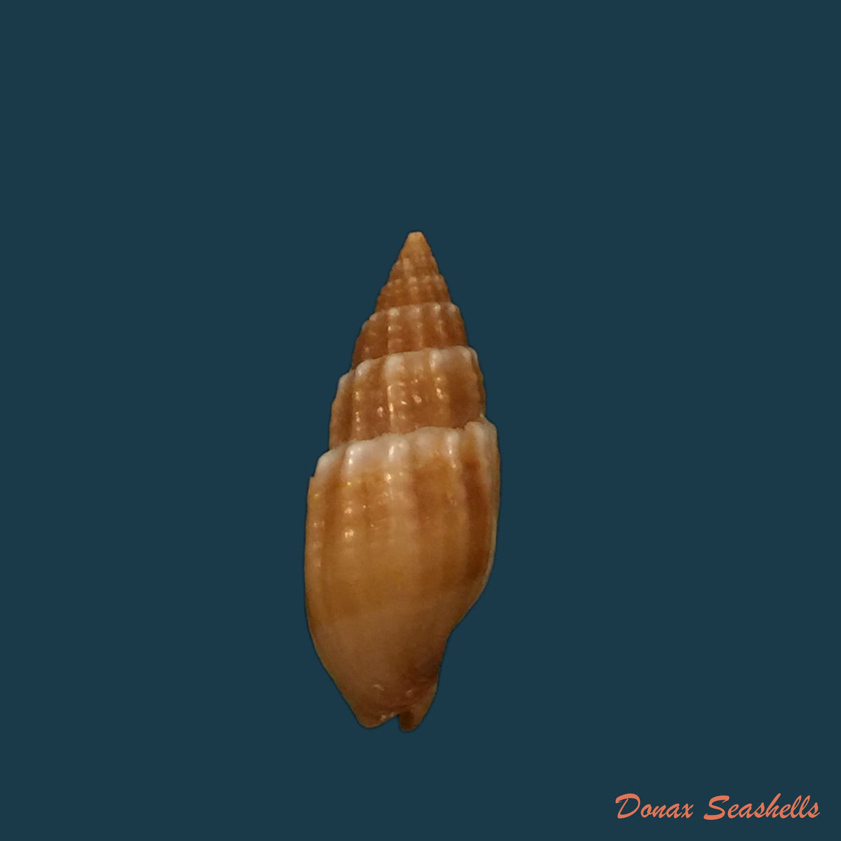 copia-de-mitra-brasiliensis-oliveira-et-al-1969-27-1mm-2