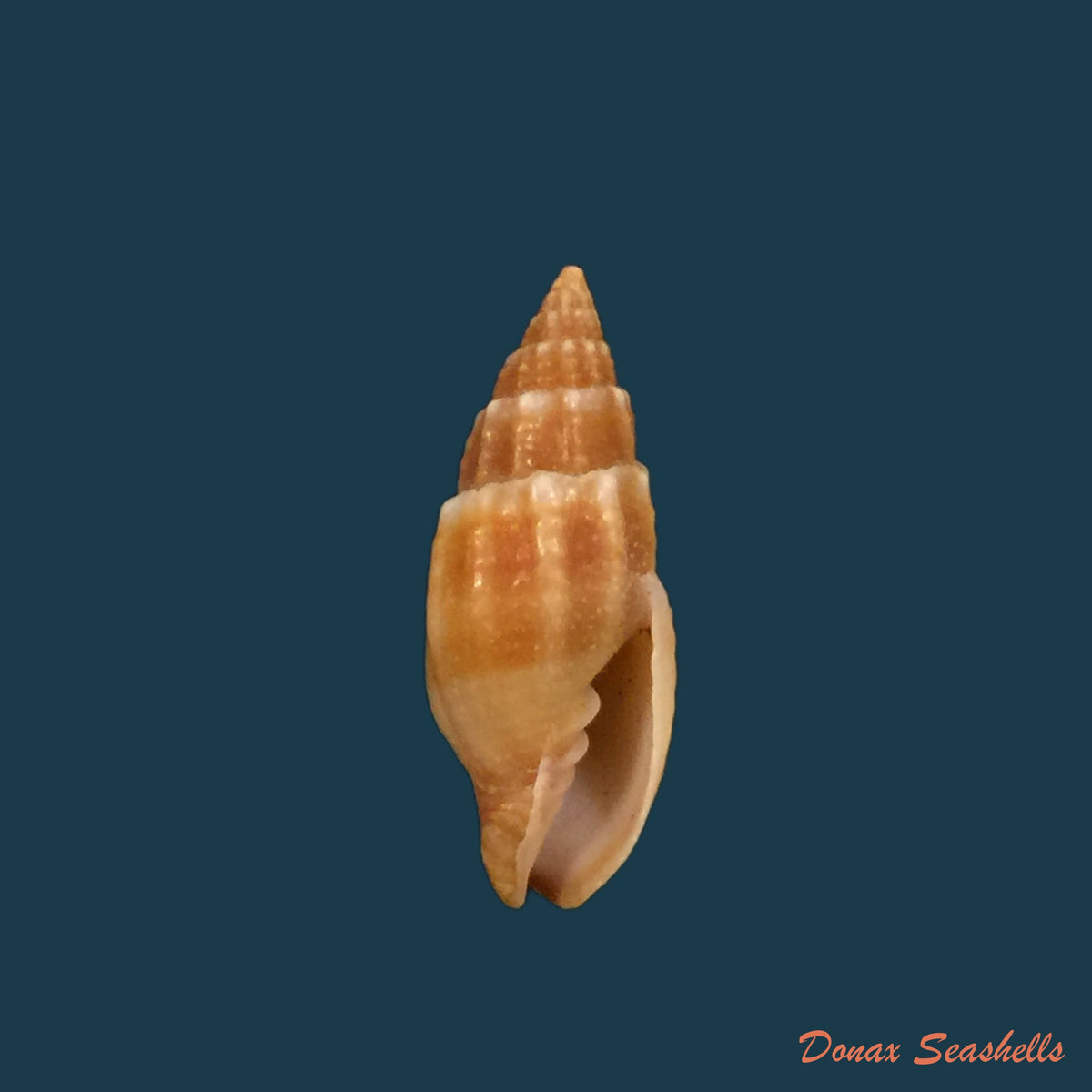 copia-de-mitra-brasiliensis-oliveira-et-al-1969-27-1mm-2