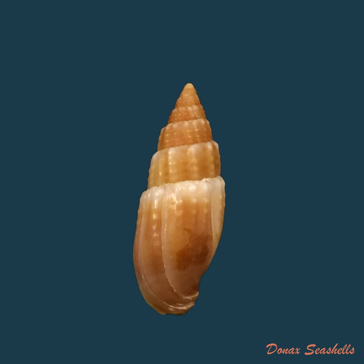 copia-de-mitra-brasiliensis-oliveira-etal-1969-20-7mm