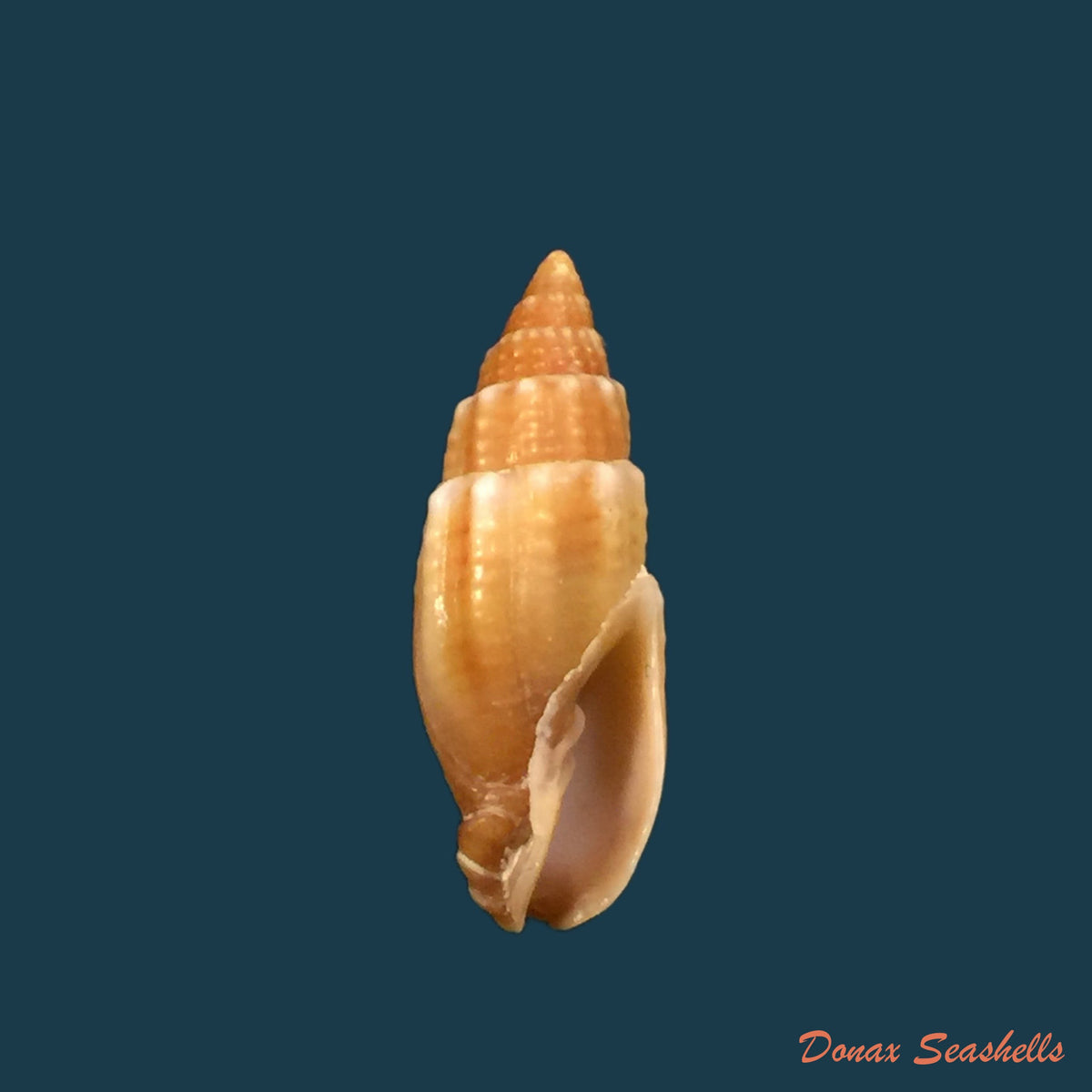 copia-de-mitra-brasiliensis-oliveira-etal-1969-20-7mm