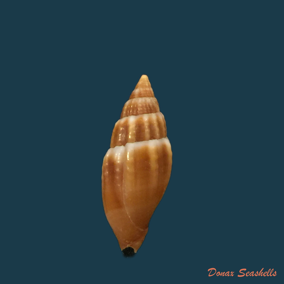 copia-de-mitra-brasiliensis-oliveira-etal-1969-27-1mm