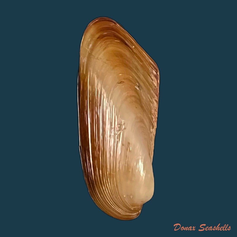 copia-de-modiolus-sp-39mm-1