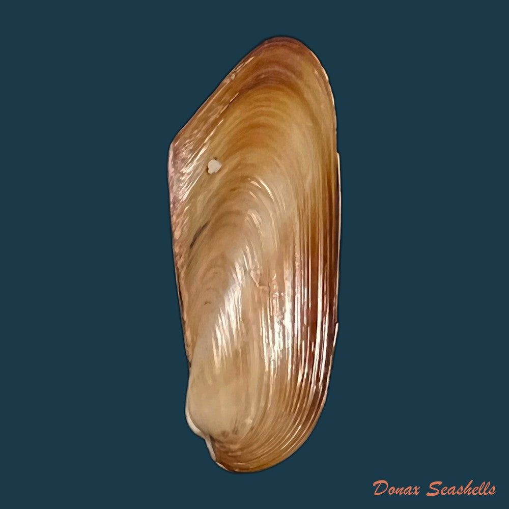 copia-de-modiolus-sp-39mm-1