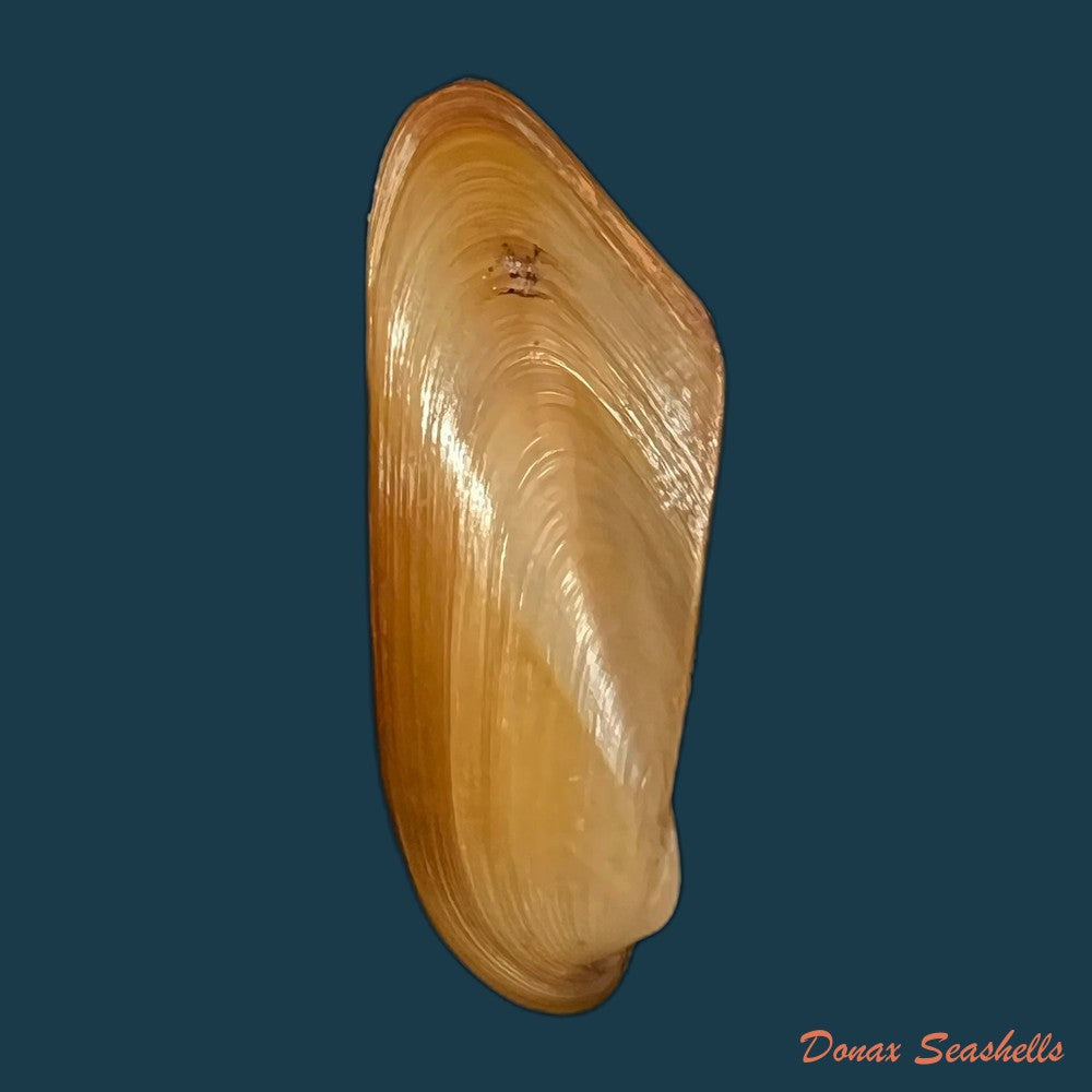 copia-de-modiolus-sp-40-8mm