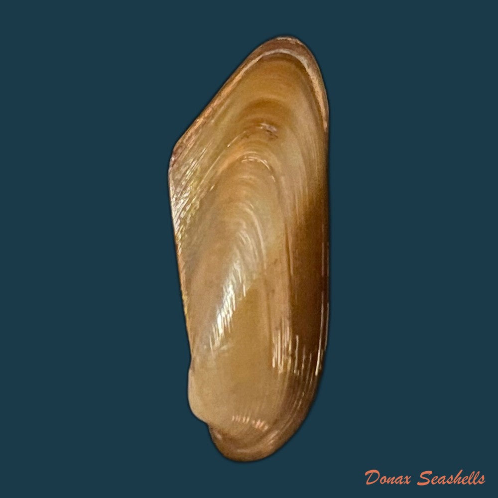 copia-de-modiolus-sp-40-8mm