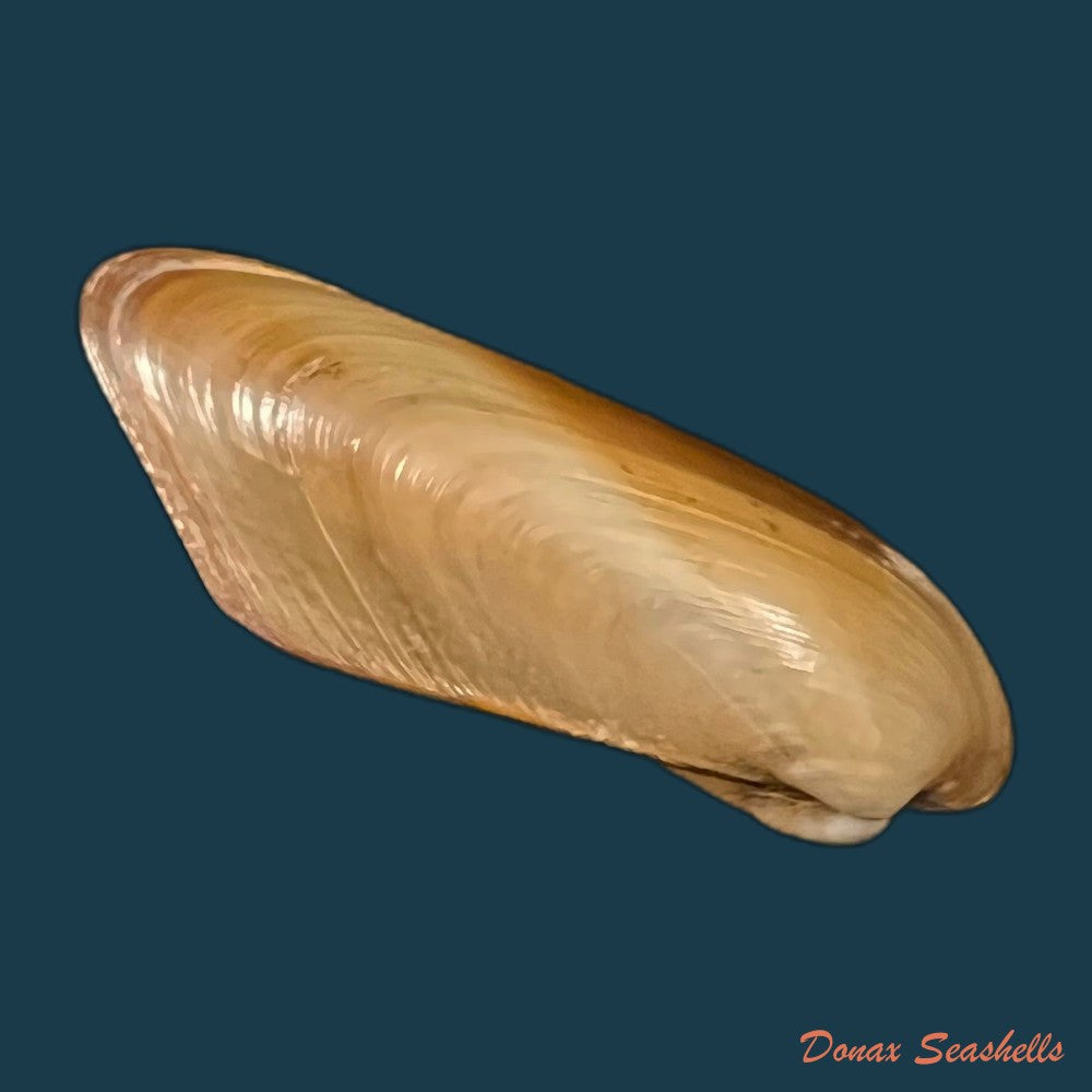 copia-de-modiolus-sp-40-8mm