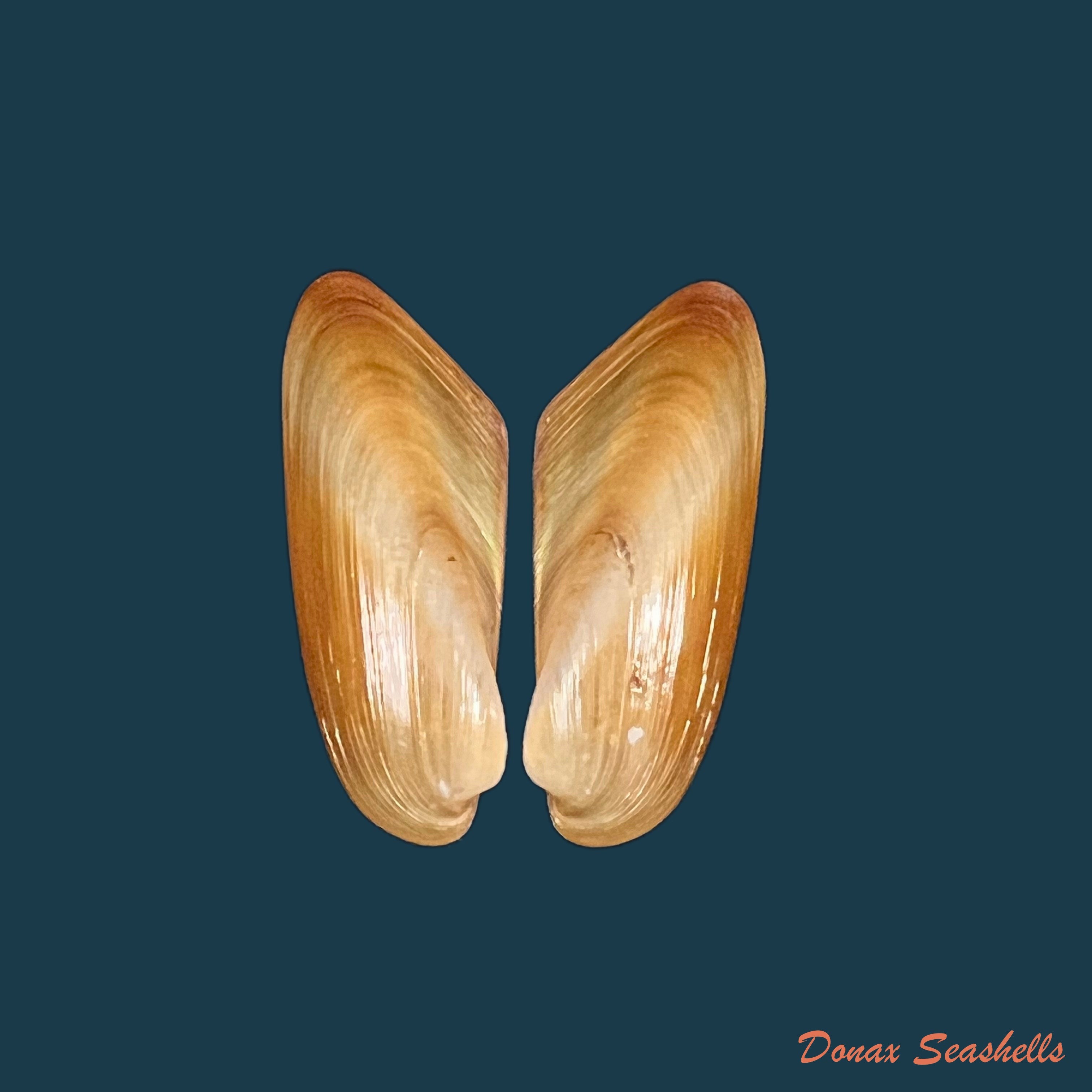 copia-de-modiolus-sp-41-7mm