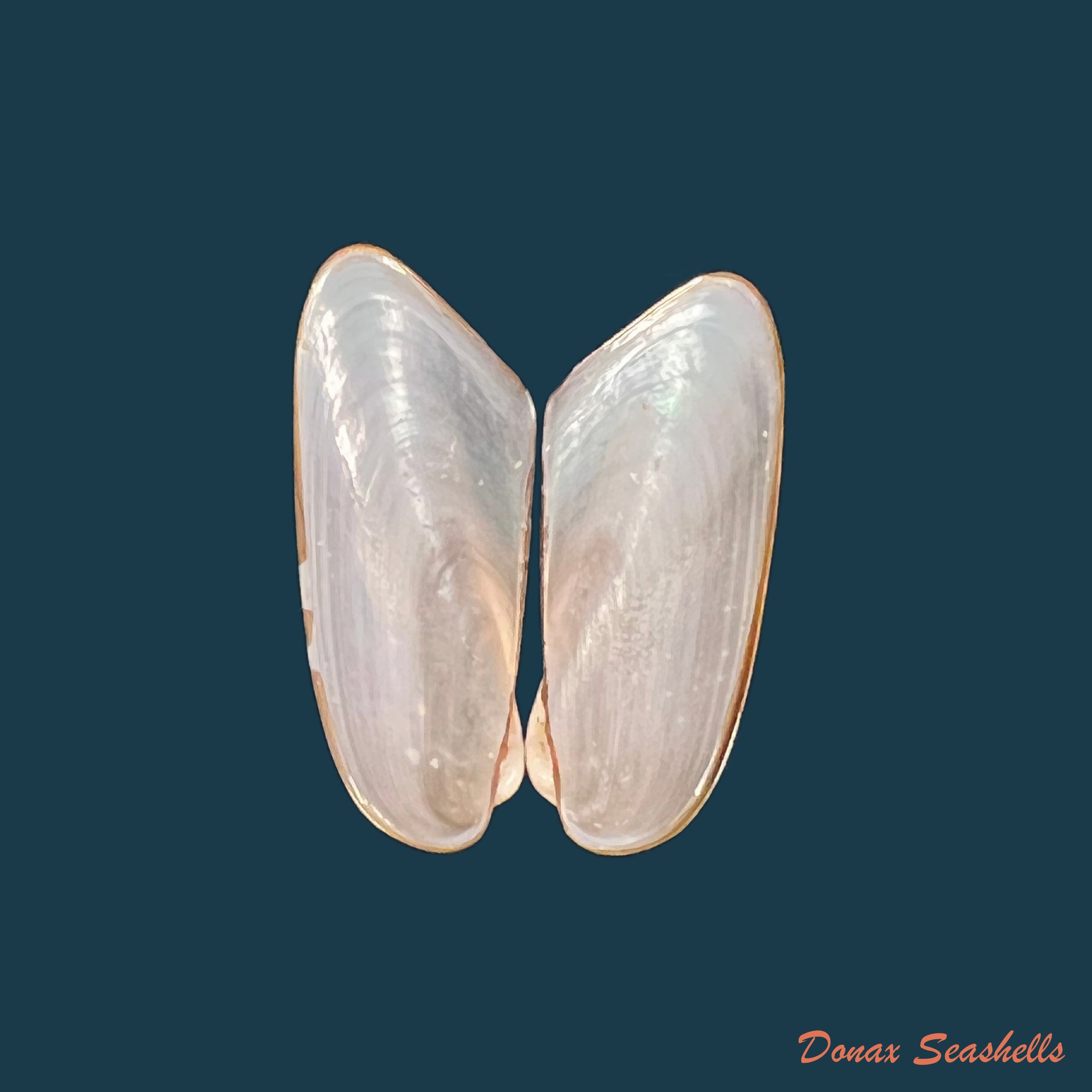 copia-de-modiolus-sp-41-7mm