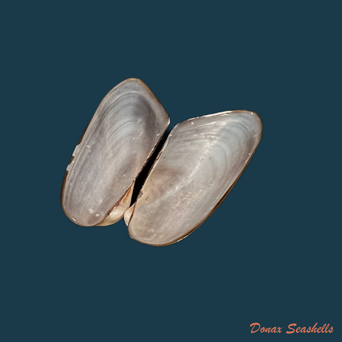copia-de-modiolus-sp-41-7mm