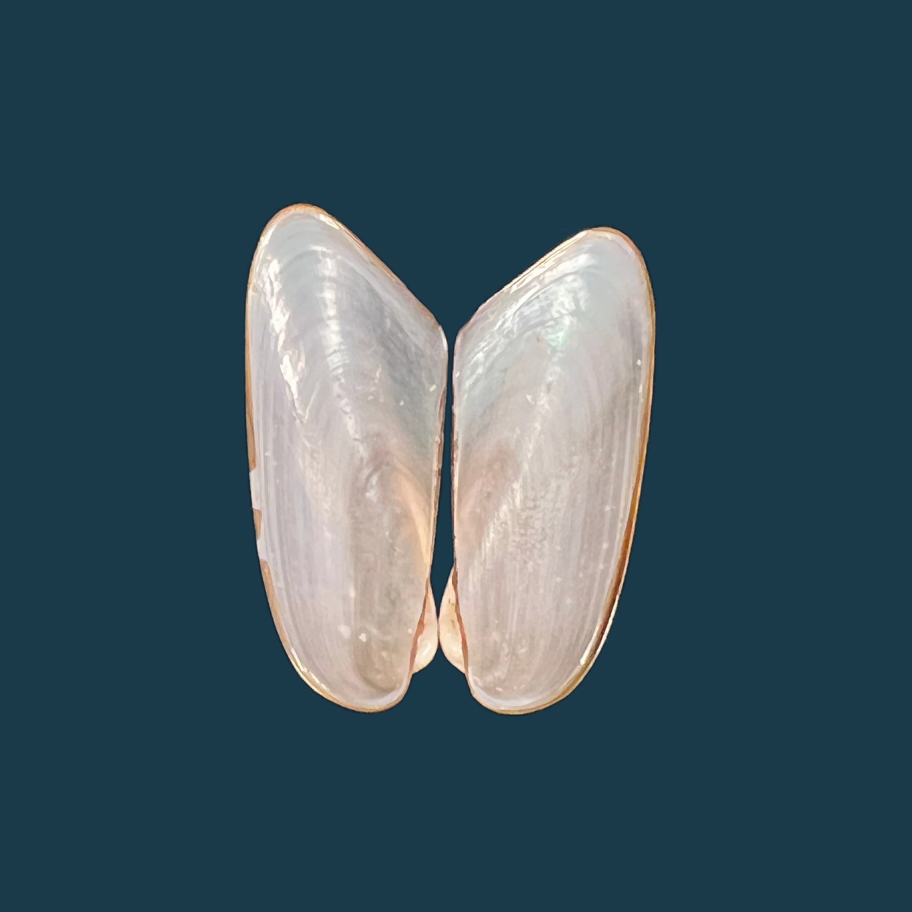 Modiolus sp - 39毫米