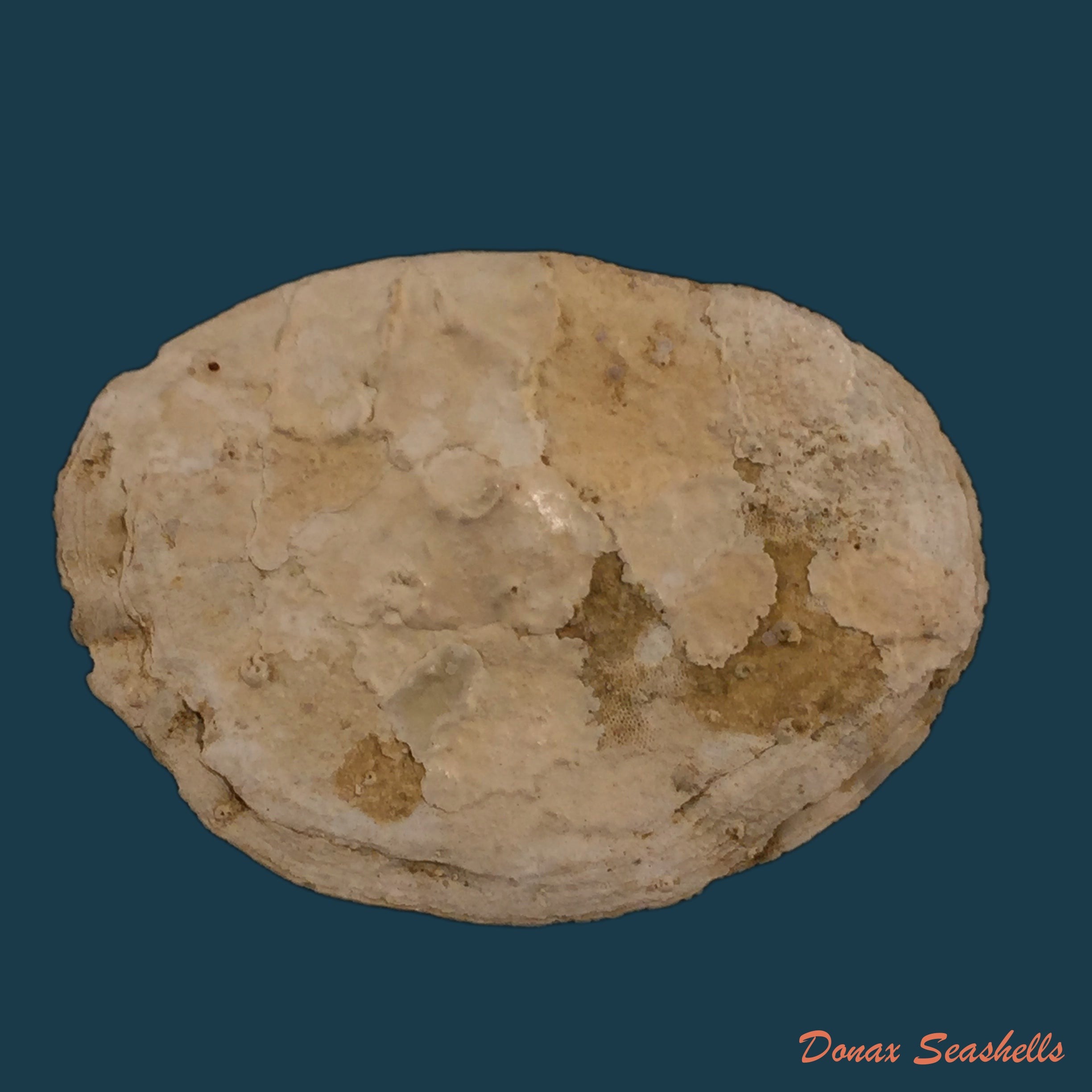 copia-de-modulus-modulus-linnaeus-1758-13-7mm
