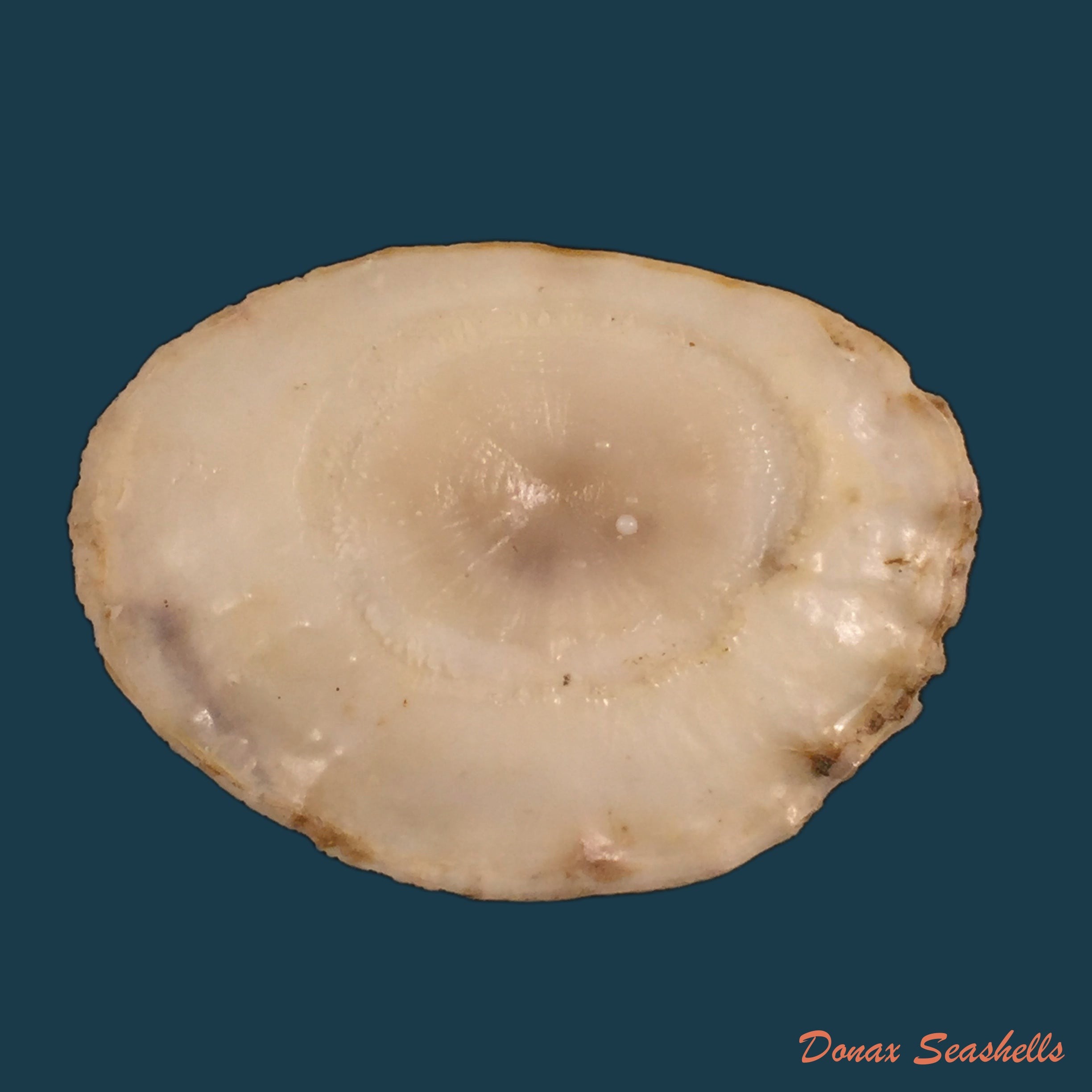 copia-de-modulus-modulus-linnaeus-1758-13-7mm