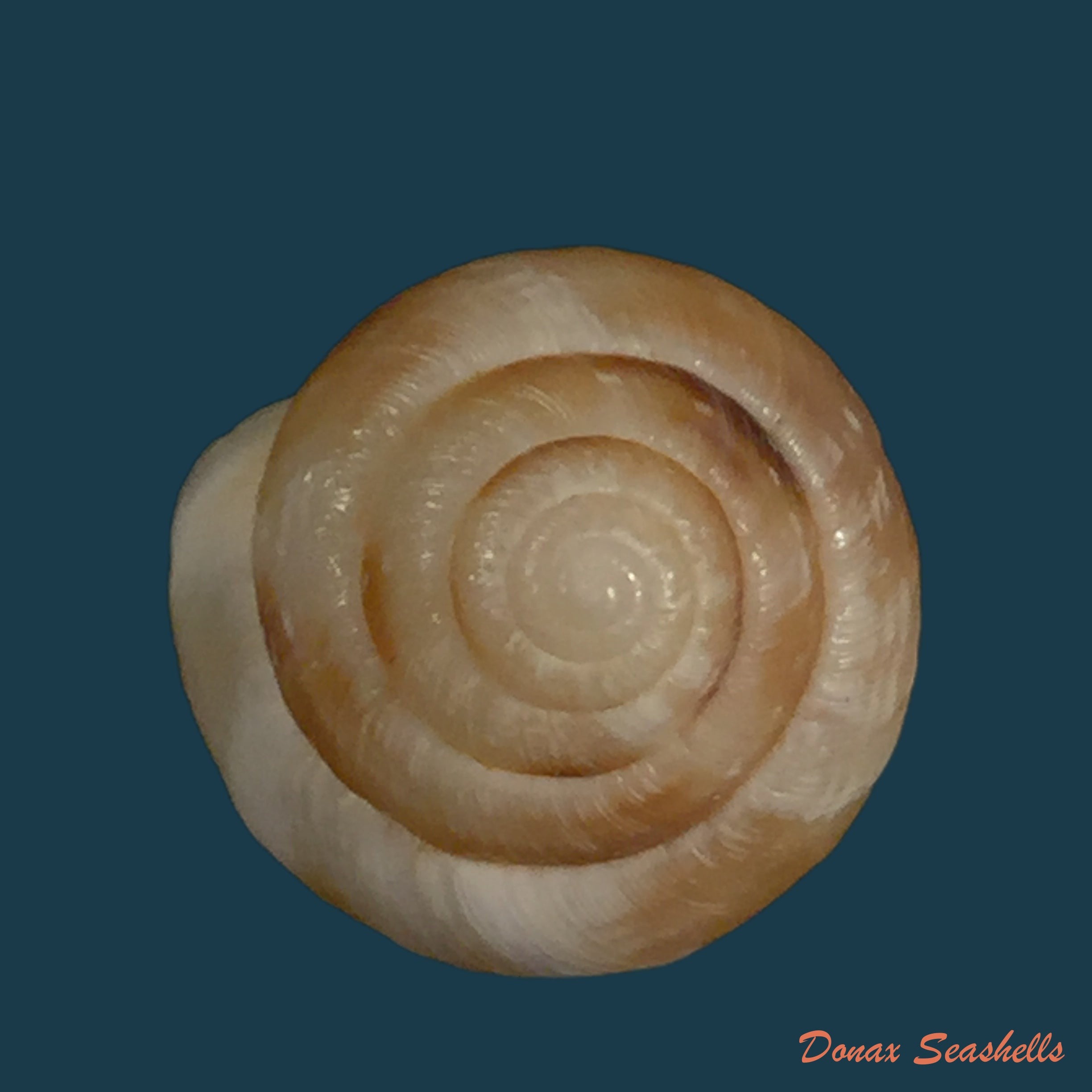 copia-de-monacha-syriaca-ehrenberg-1831