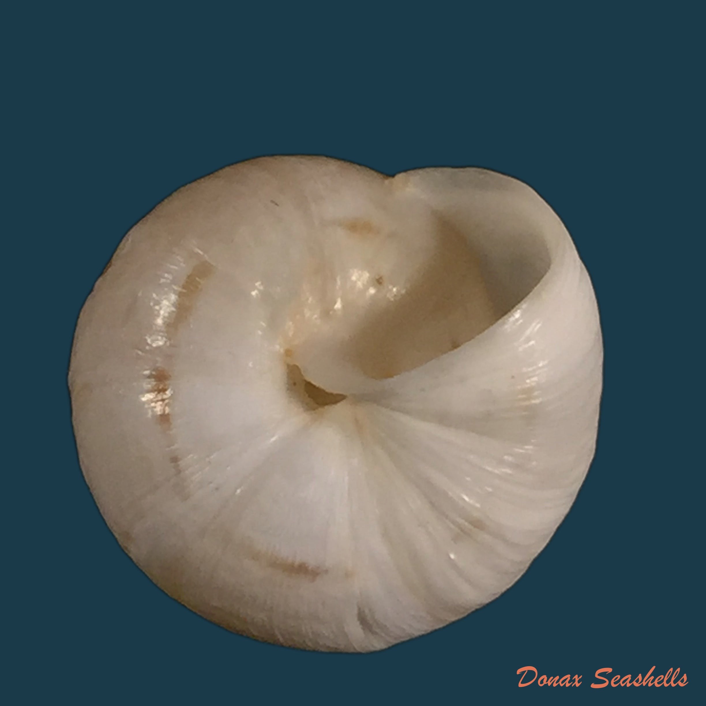copia-de-monacha-syriaca-ehrenberg-1831