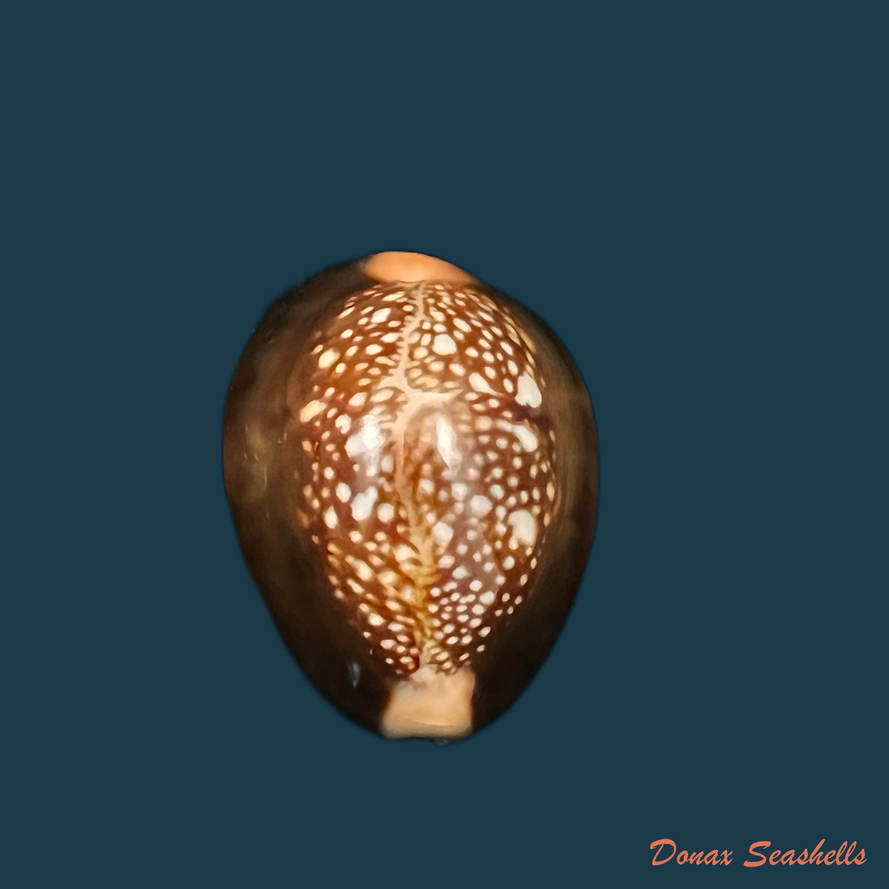 copia-de-monetaria-caputserpentis-linnaeus-1758-31-9mm