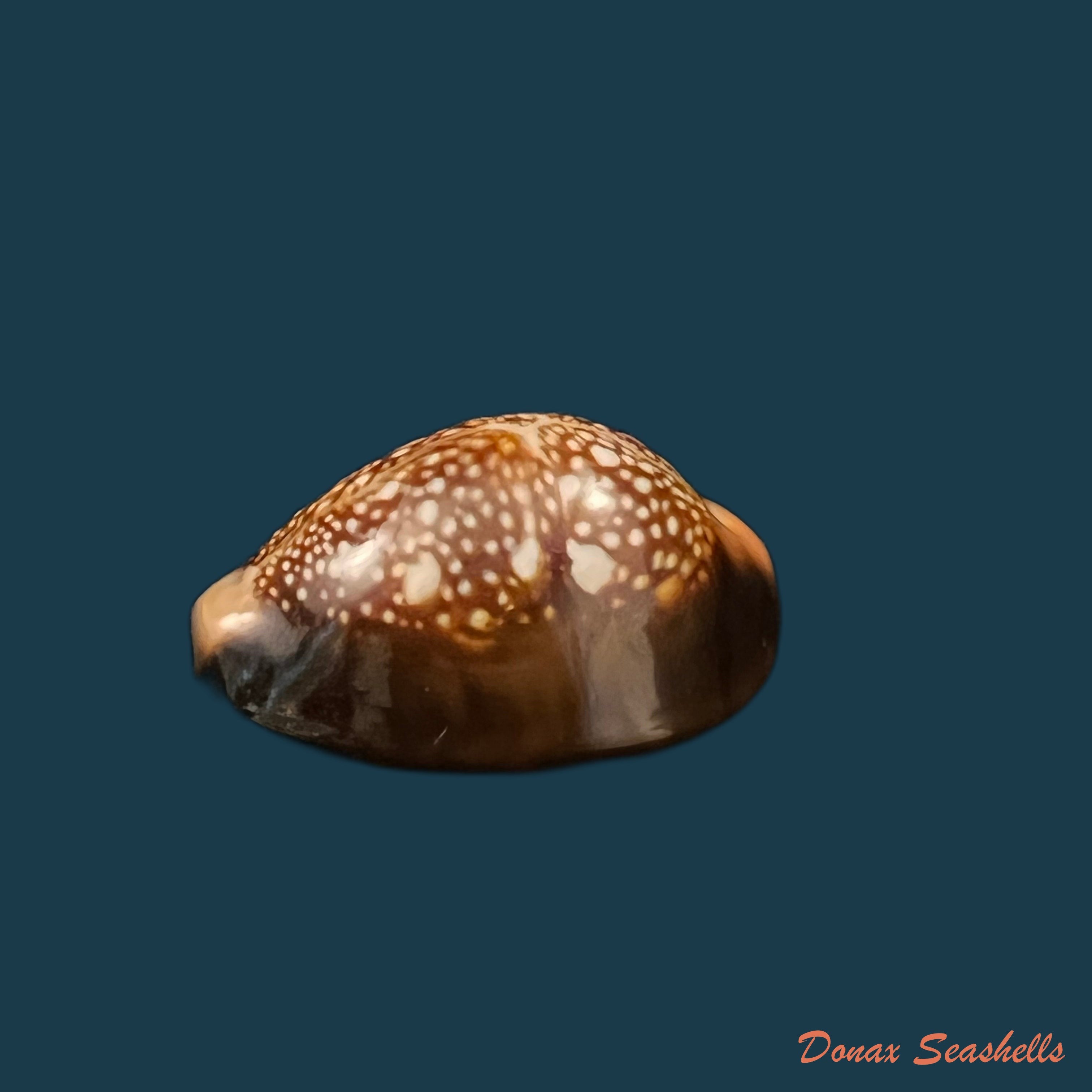 copia-de-monetaria-caputserpentis-linnaeus-1758-31-9mm