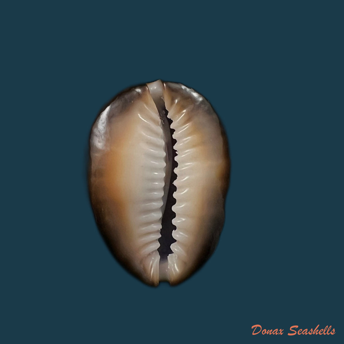 copia-de-monetaria-caputserpentis-linnaeus-1758-31-9mm