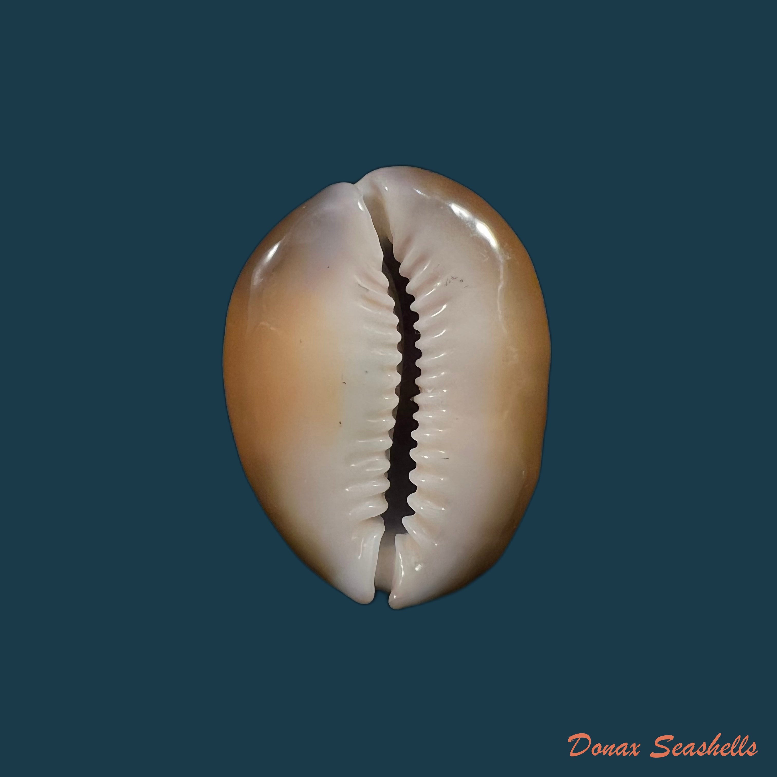 copia-de-monetaria-caputserpentis-linnaeus-1758-32-2mm