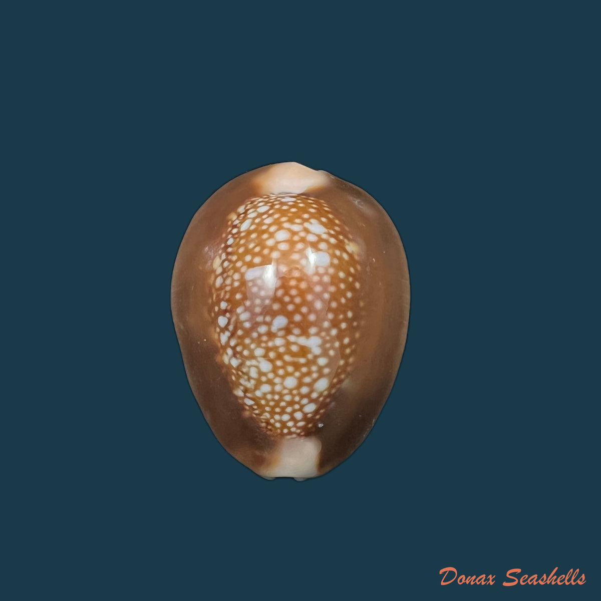 copia-de-monetaria-caputserpentis-linnaeus-1758-35-3mm