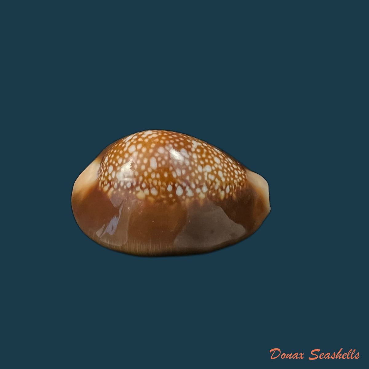 copia-de-monetaria-caputserpentis-linnaeus-1758-35-3mm