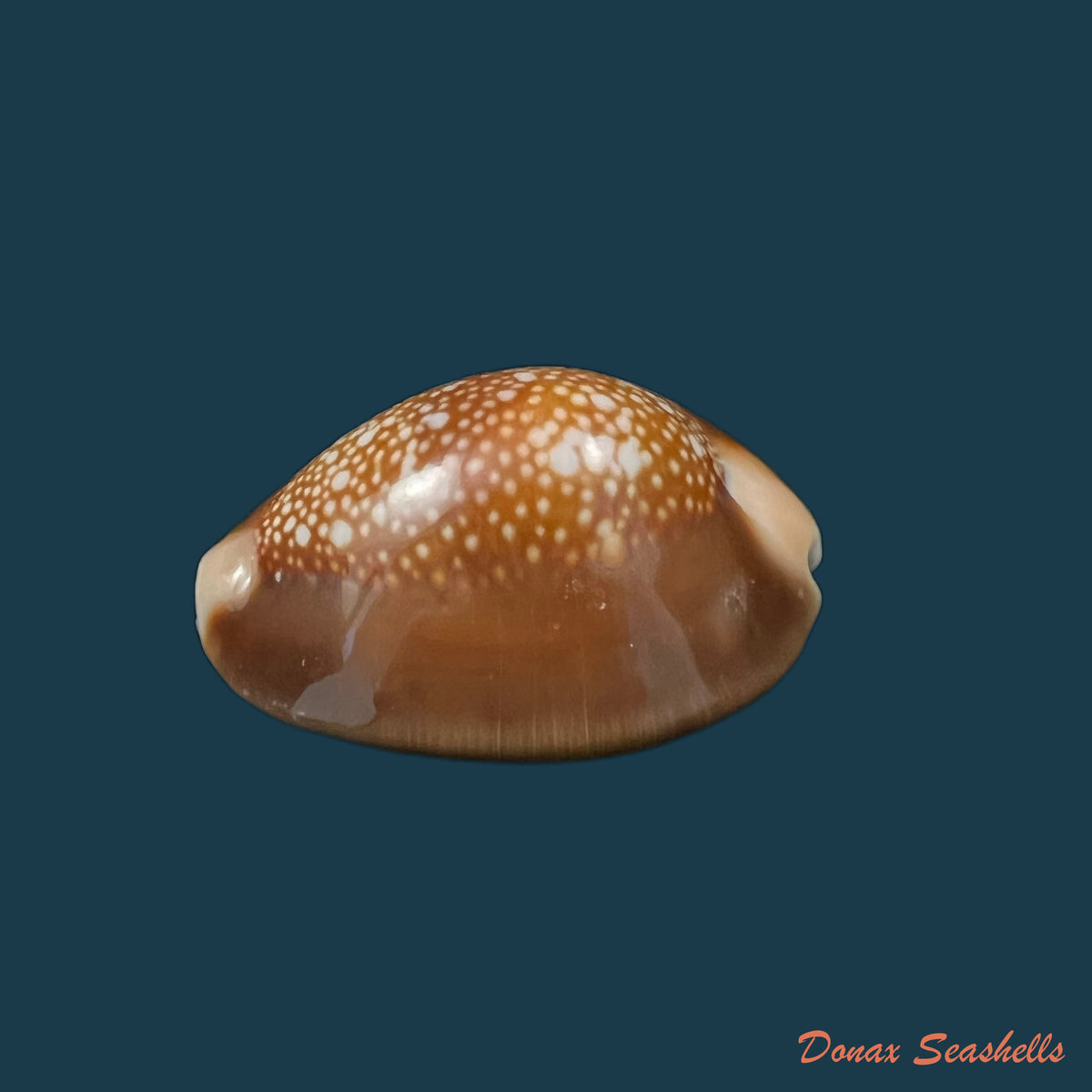 copia-de-monetaria-caputserpentis-linnaeus-1758-35-3mm