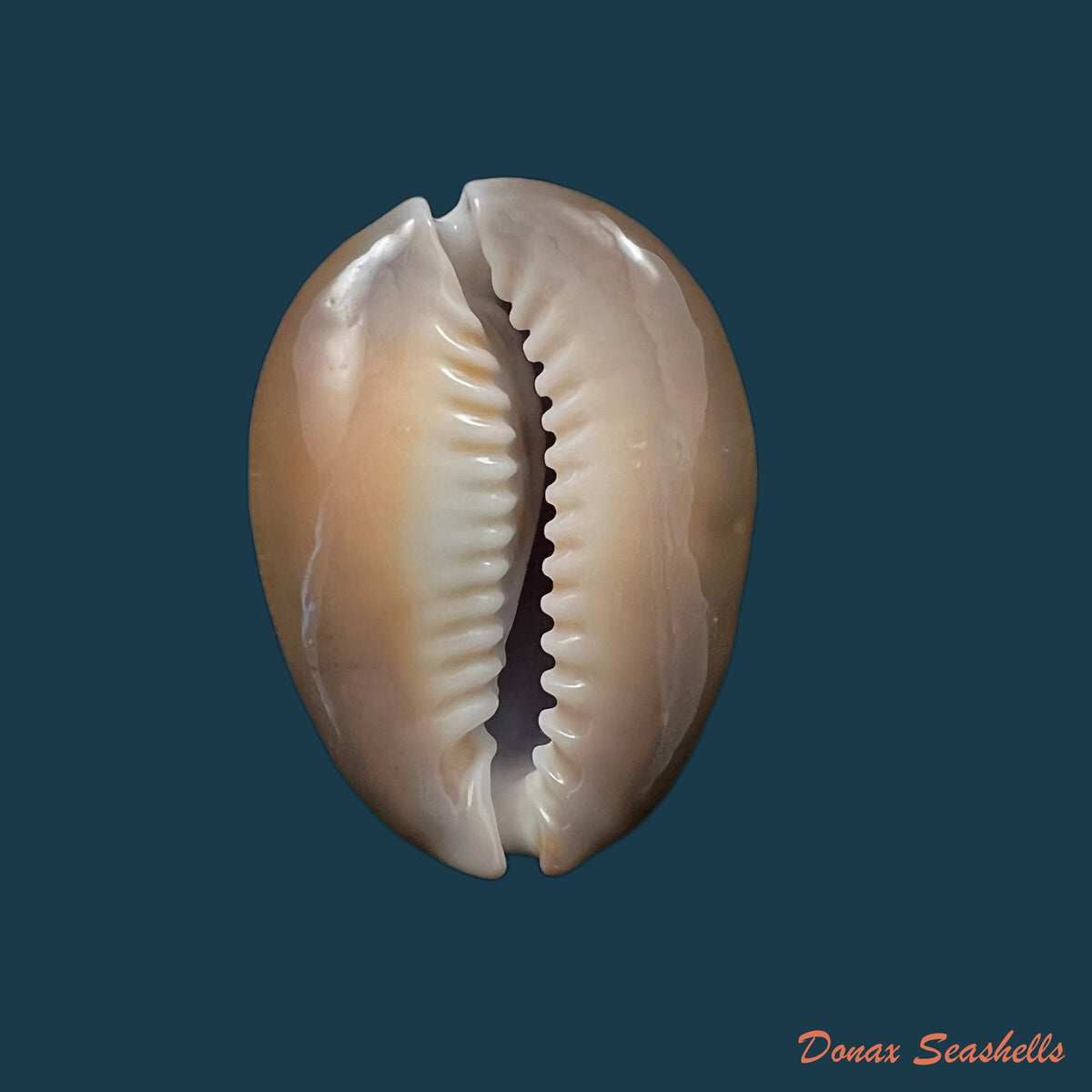 copia-de-monetaria-caputserpentis-linnaeus-1758-35-3mm