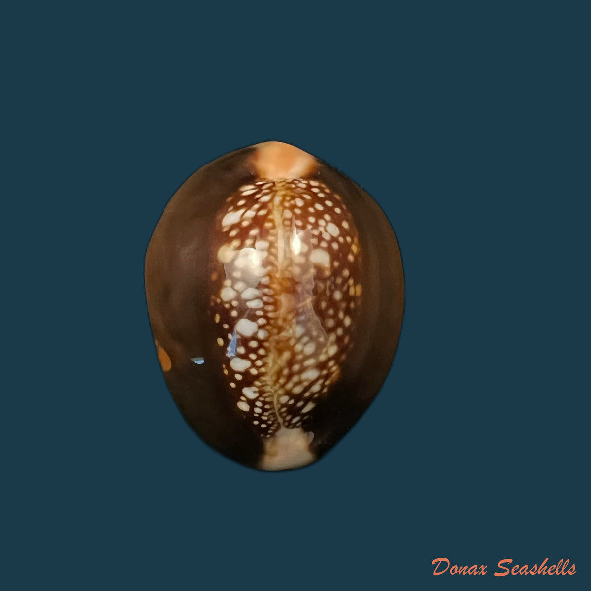 copia-de-monetaria-caputserpentis-linnaeus-1758-36-3mm