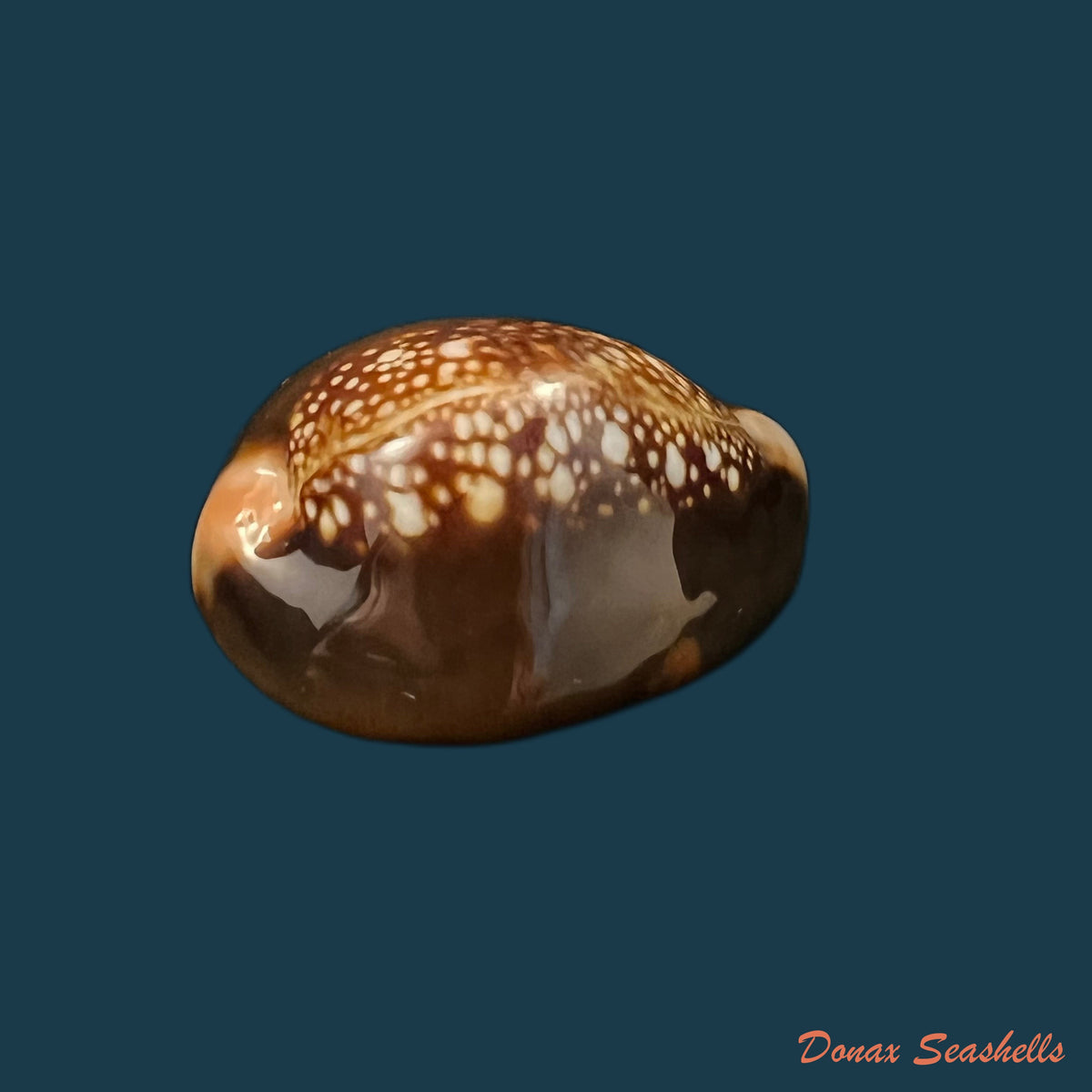 copia-de-monetaria-caputserpentis-linnaeus-1758-36-3mm
