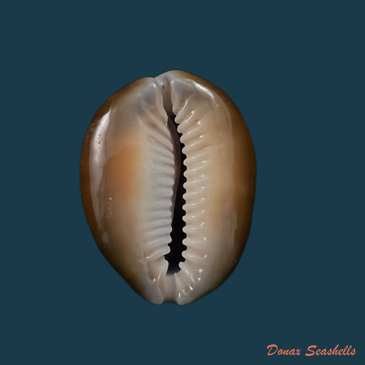 copia-de-monetaria-caputserpentis-linnaeus-1758-36-3mm