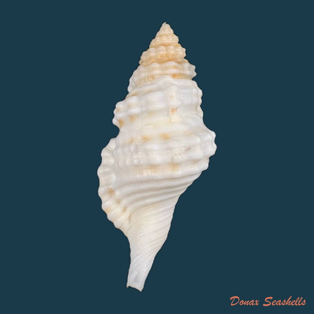 copia-de-monoplex-corrugatus-lamarck-1816-81mm
