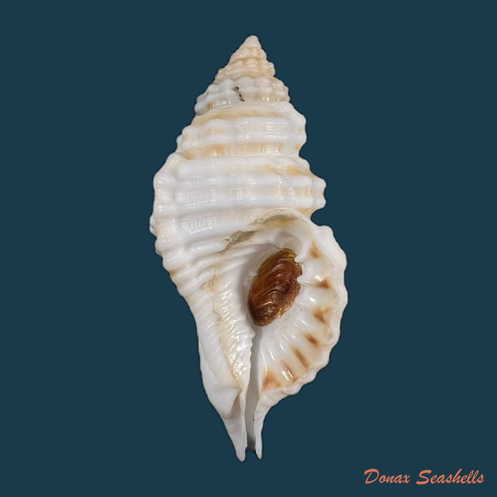 copia-de-monoplex-corrugatus-lamarck-1816-81mm