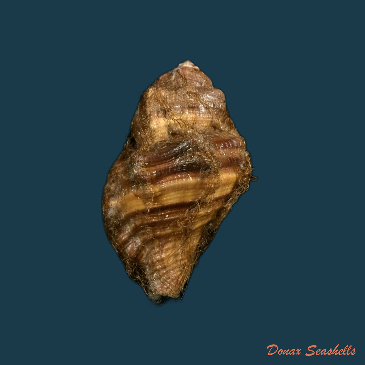 copia-de-monoplex-vestitum-hinds-1844-57-4mm-1