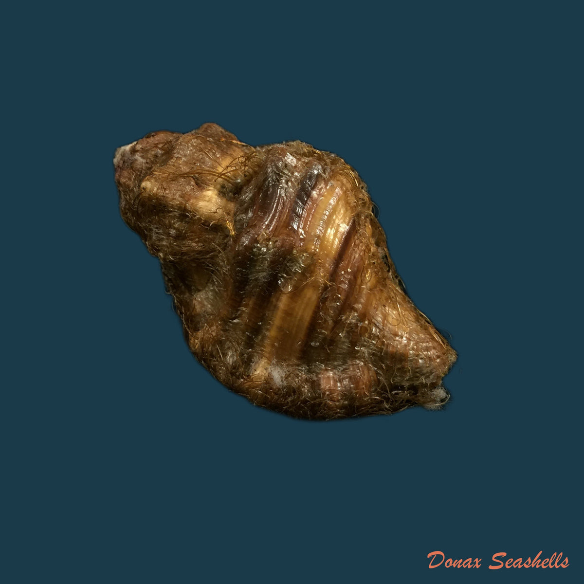 copia-de-monoplex-vestitum-hinds-1844-57-4mm-1