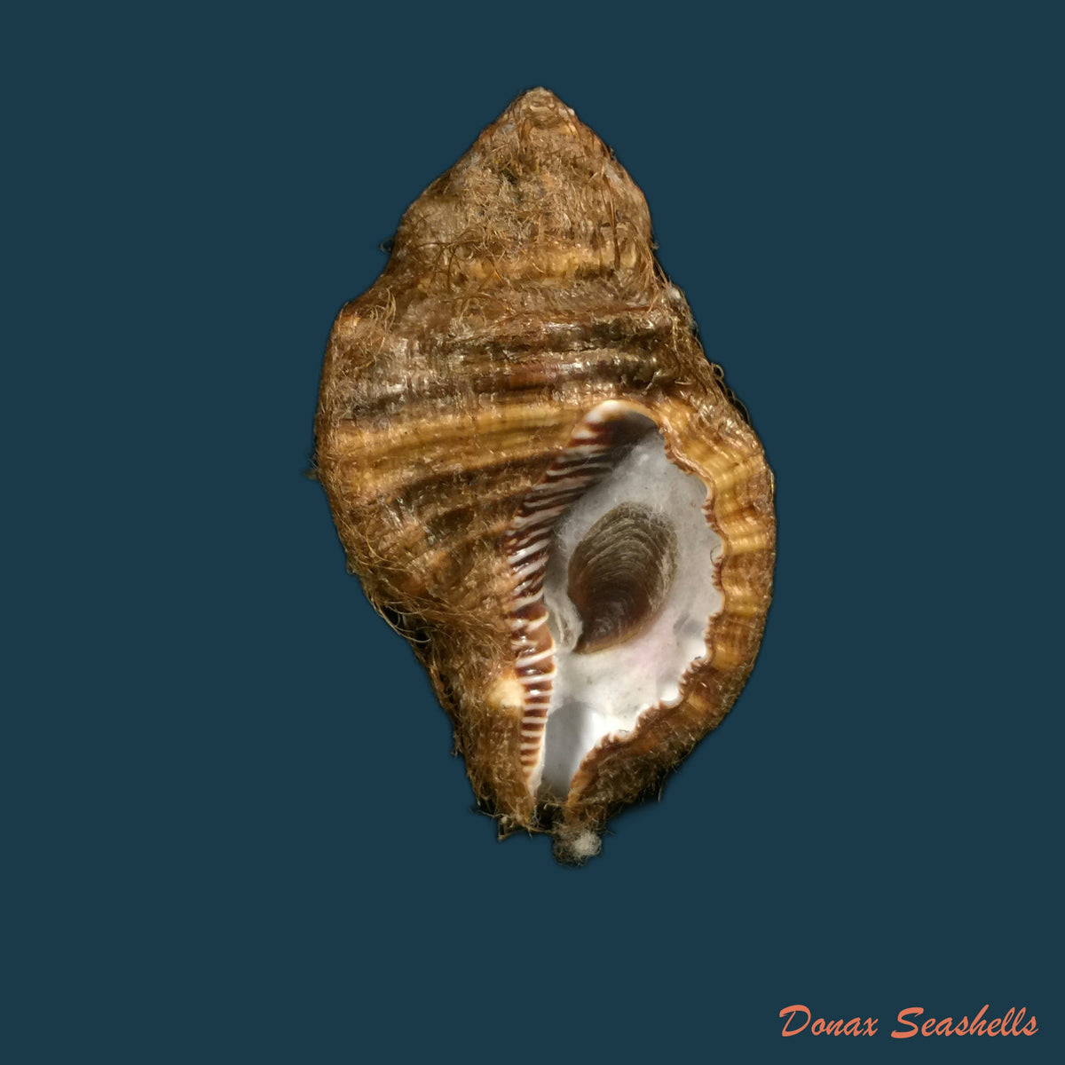 copia-de-monoplex-vestitum-hinds-1844-57-4mm-1