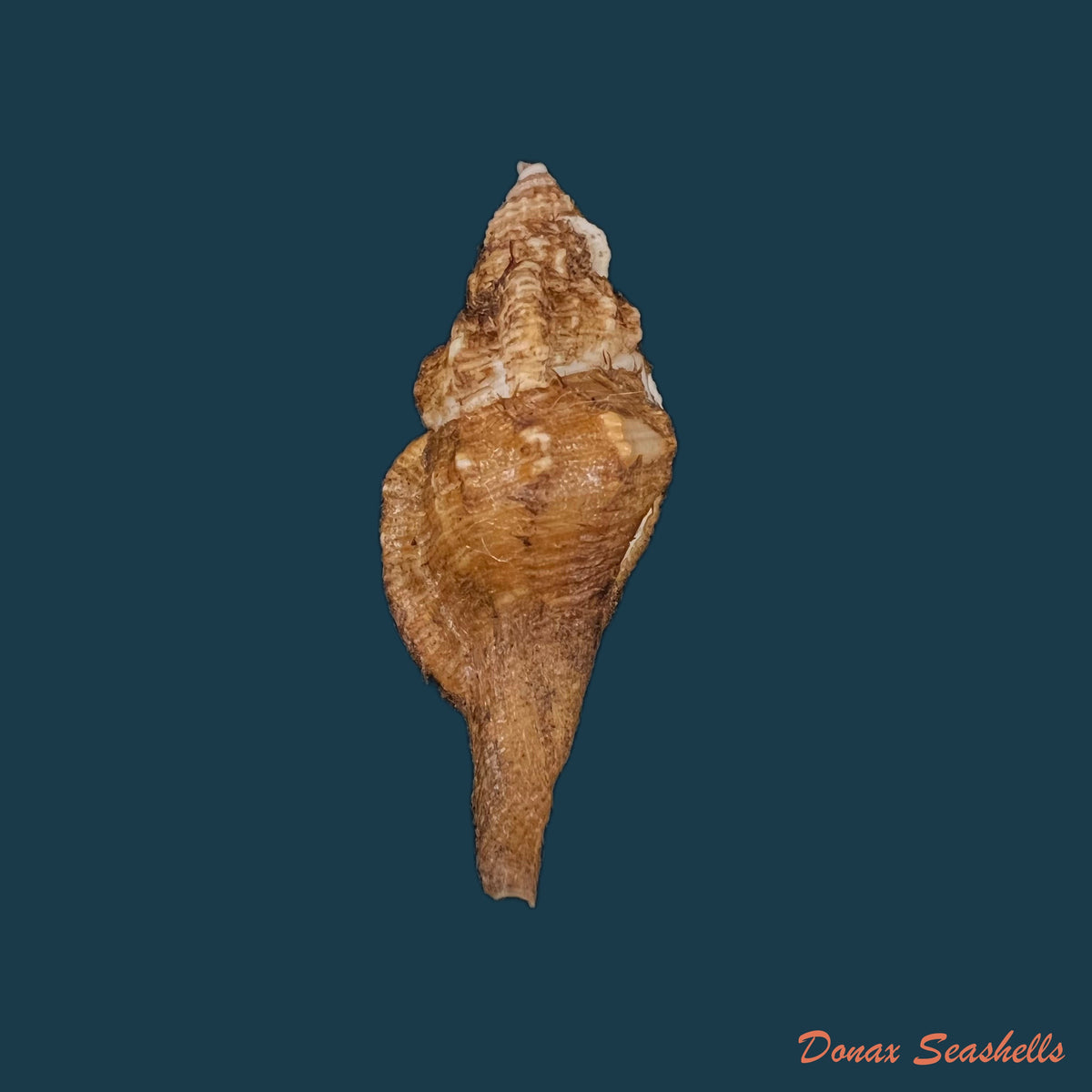 copia-de-monoplex-vestitum-hinds-1844-57-4mm