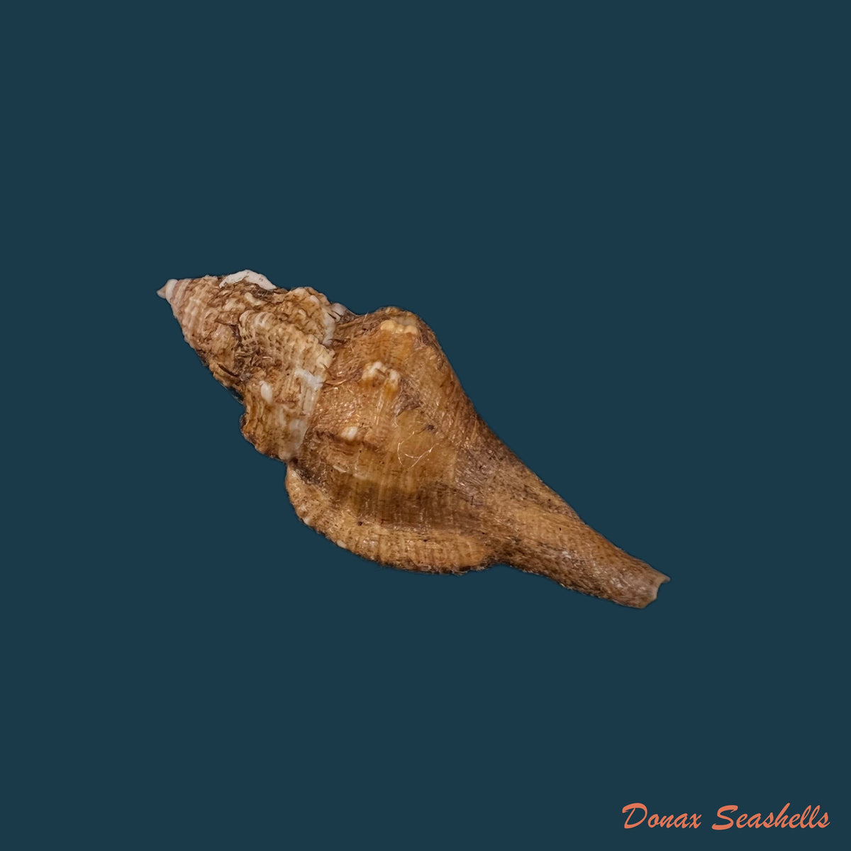 copia-de-monoplex-vestitum-hinds-1844-57-4mm
