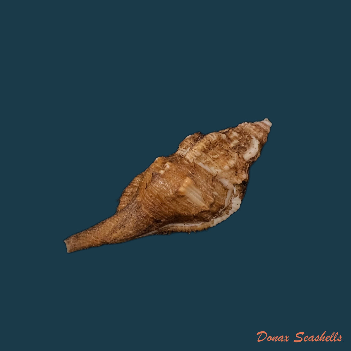 copia-de-monoplex-vestitum-hinds-1844-57-4mm