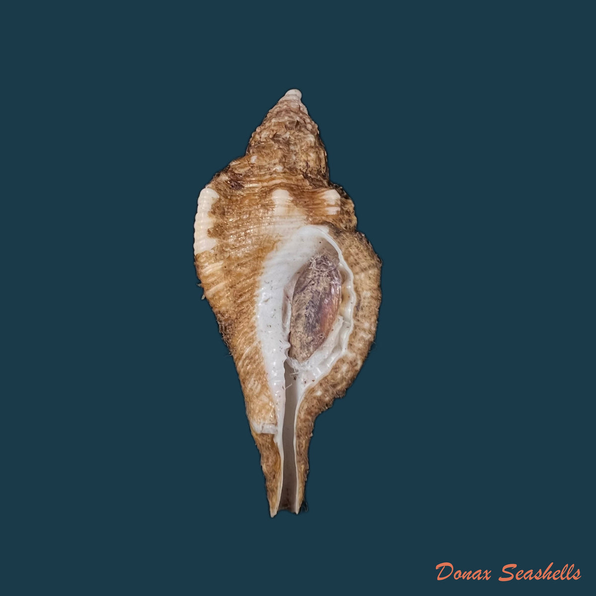 copia-de-monoplex-vestitum-hinds-1844-57-4mm