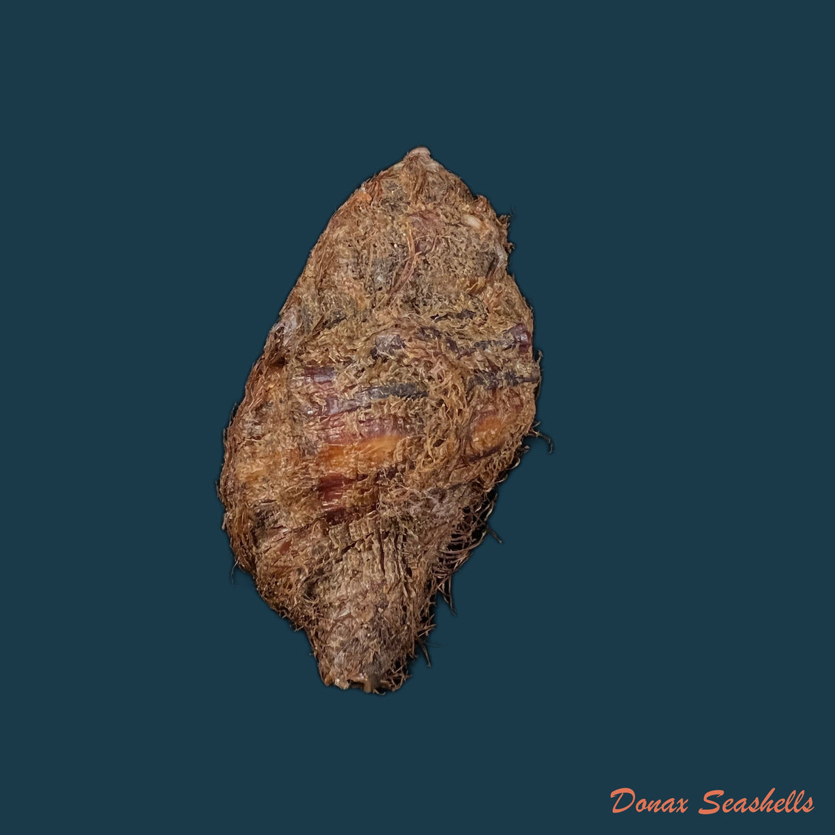 copia-de-monoplex-vestitum-hinds-1844-63-4mm
