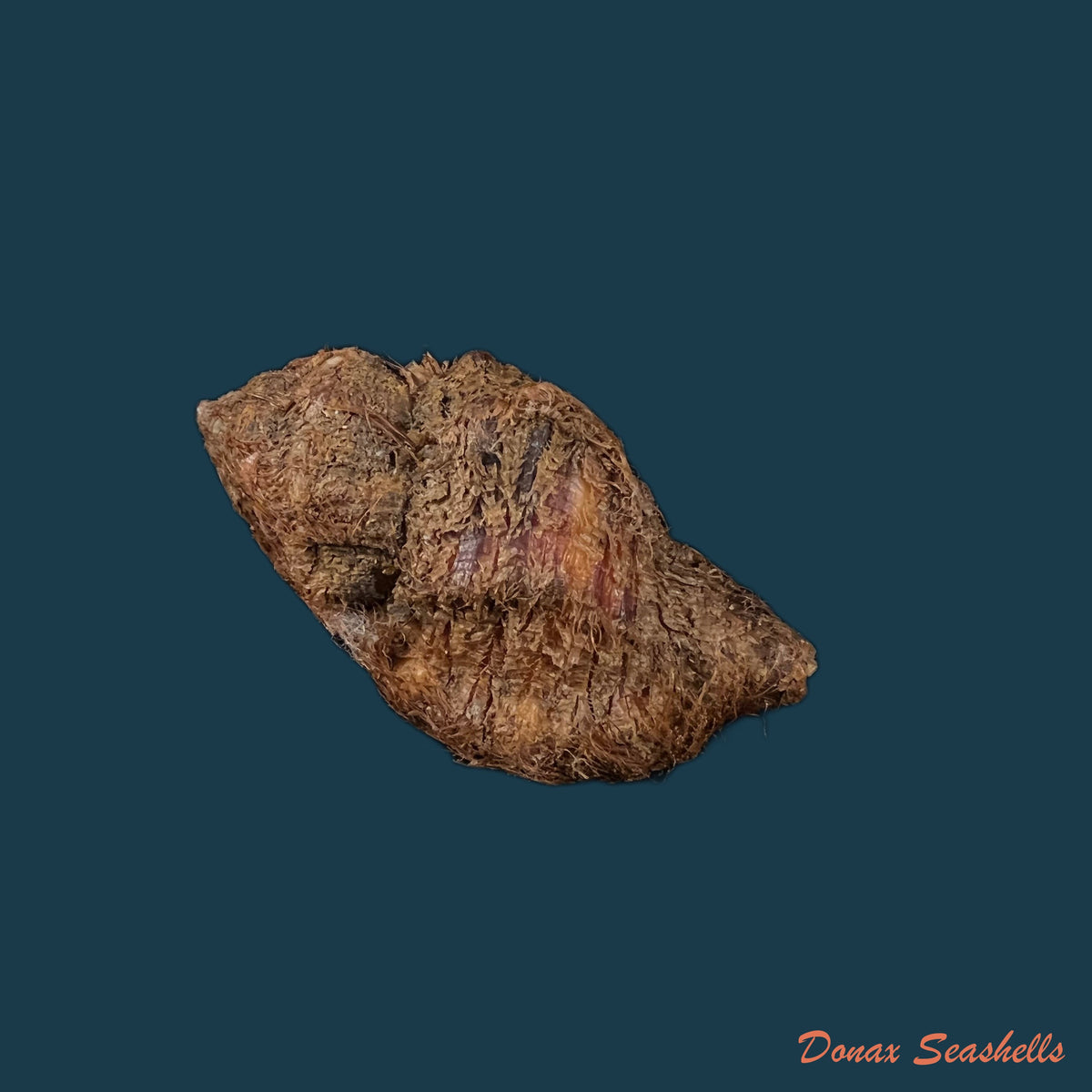 copia-de-monoplex-vestitum-hinds-1844-63-4mm